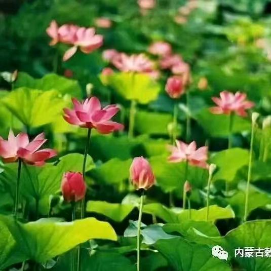 ♥珍爱☜