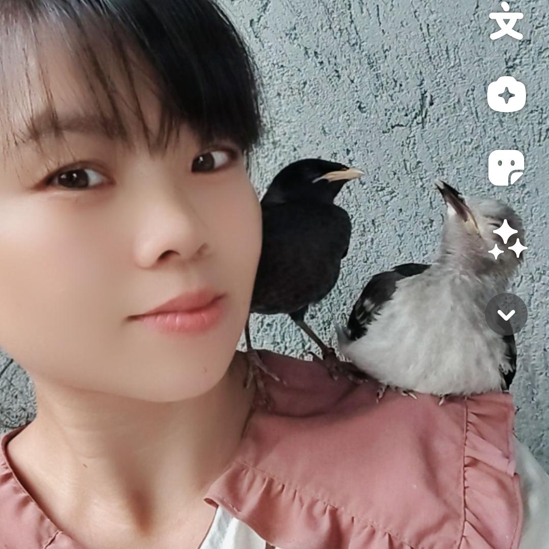 梅凤凉粉草（凉爽）