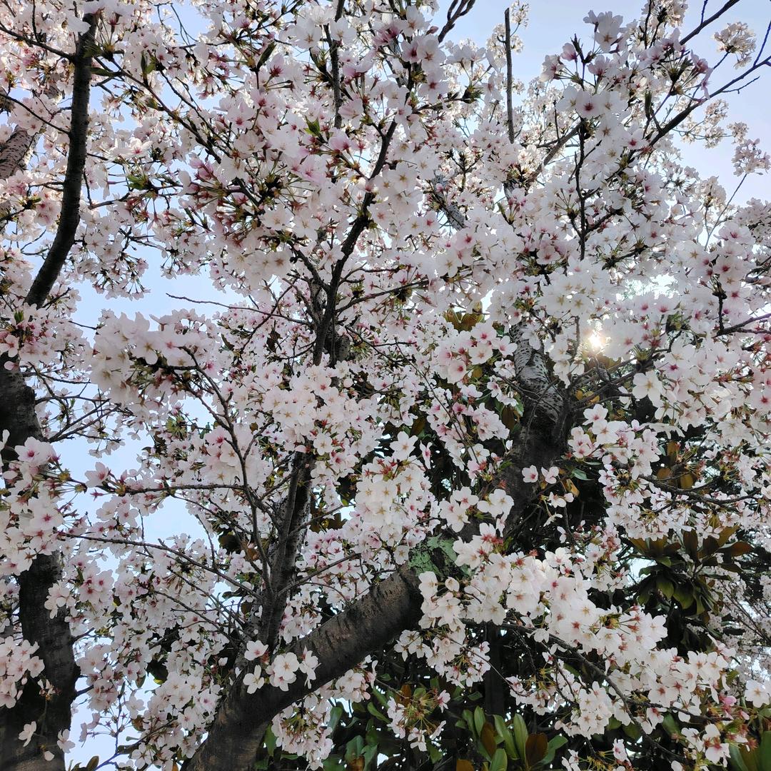 一把手