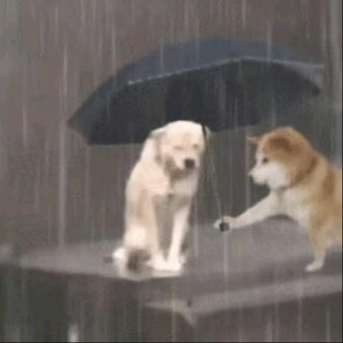 章狼