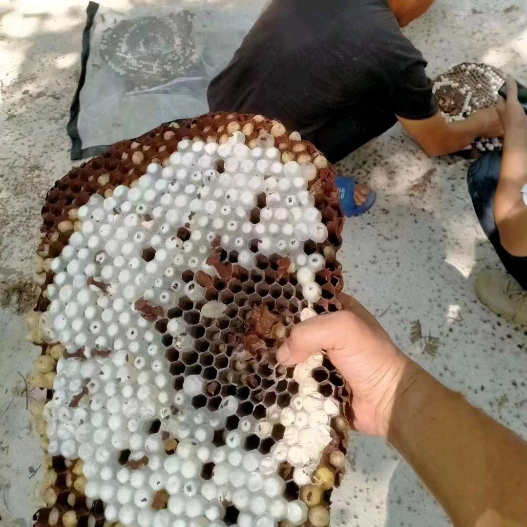 huajie180808