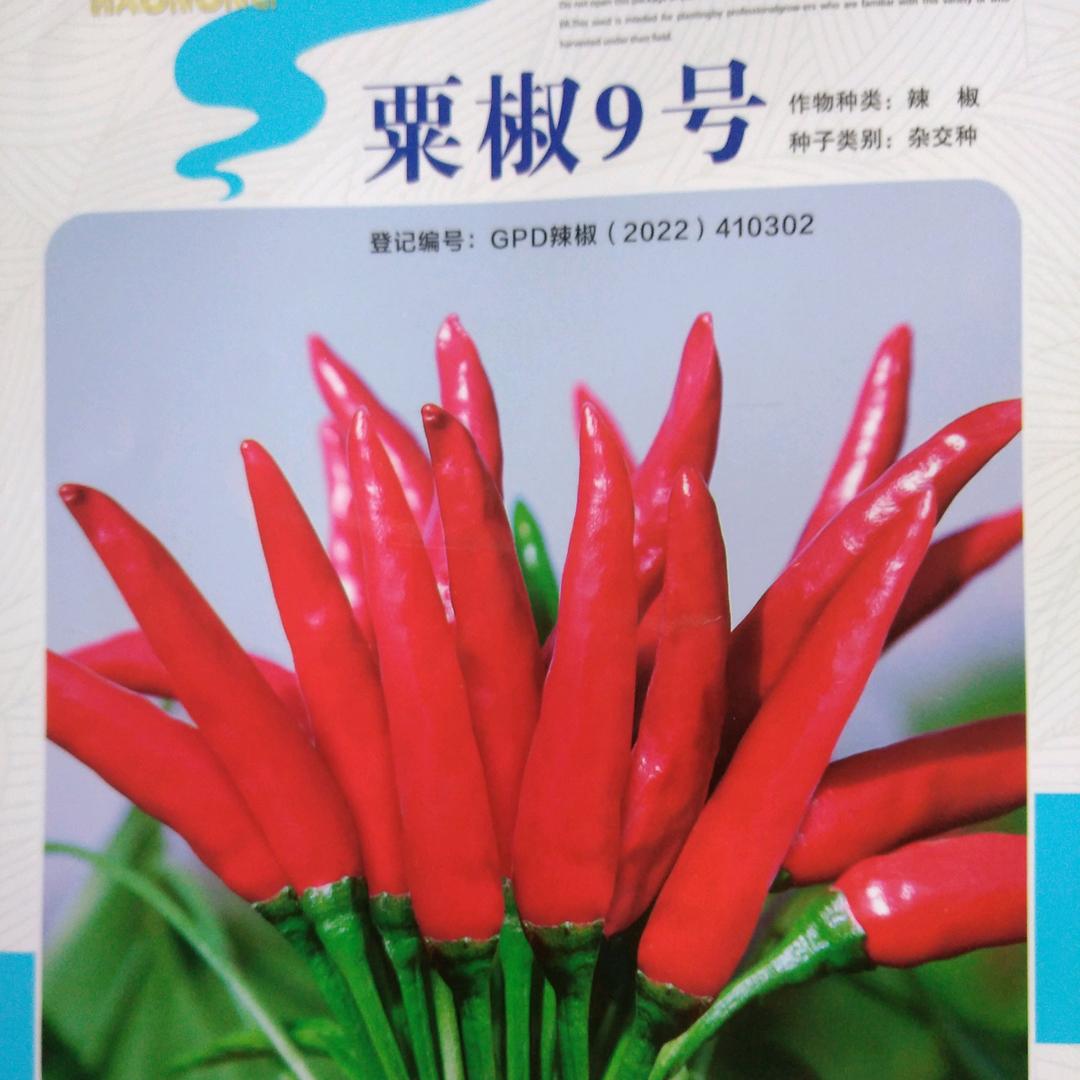 红绿辣椒种业～姣姣2
