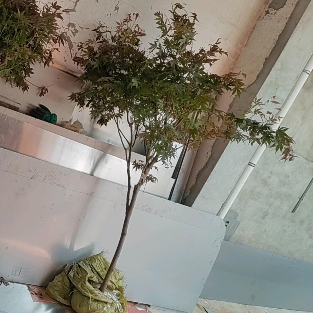 老大爷