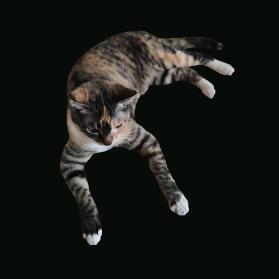 一拳打一头猪