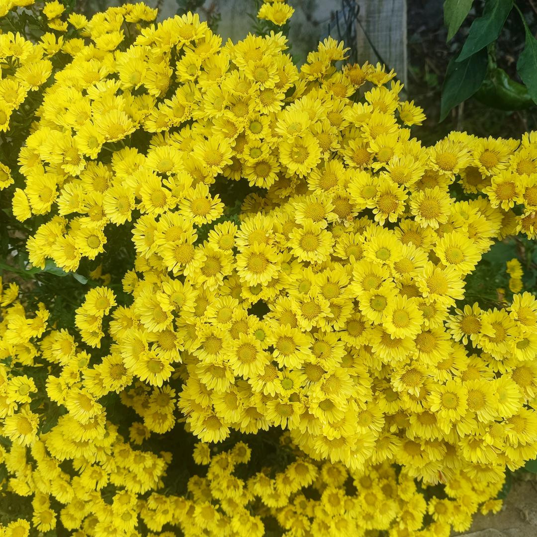 家多味龙门肉嘟嘟