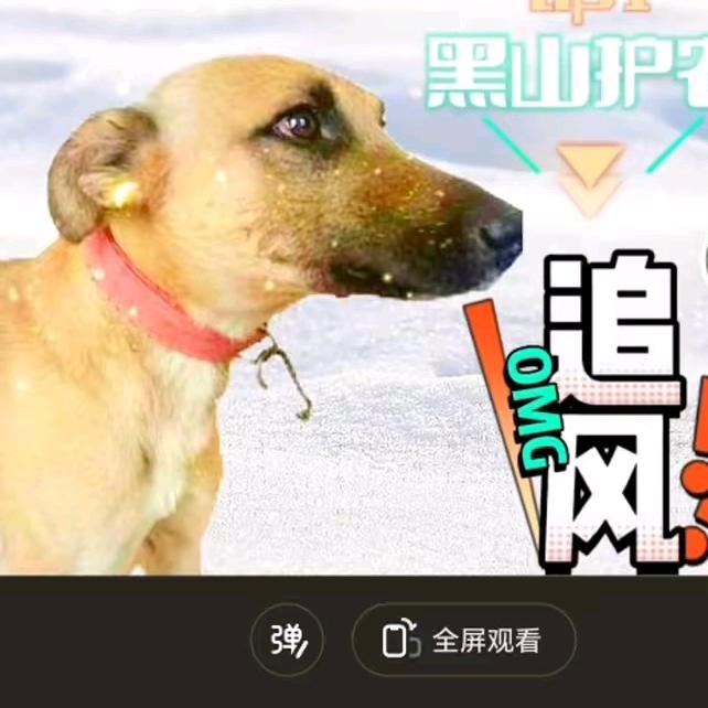 搜索頭哥新号