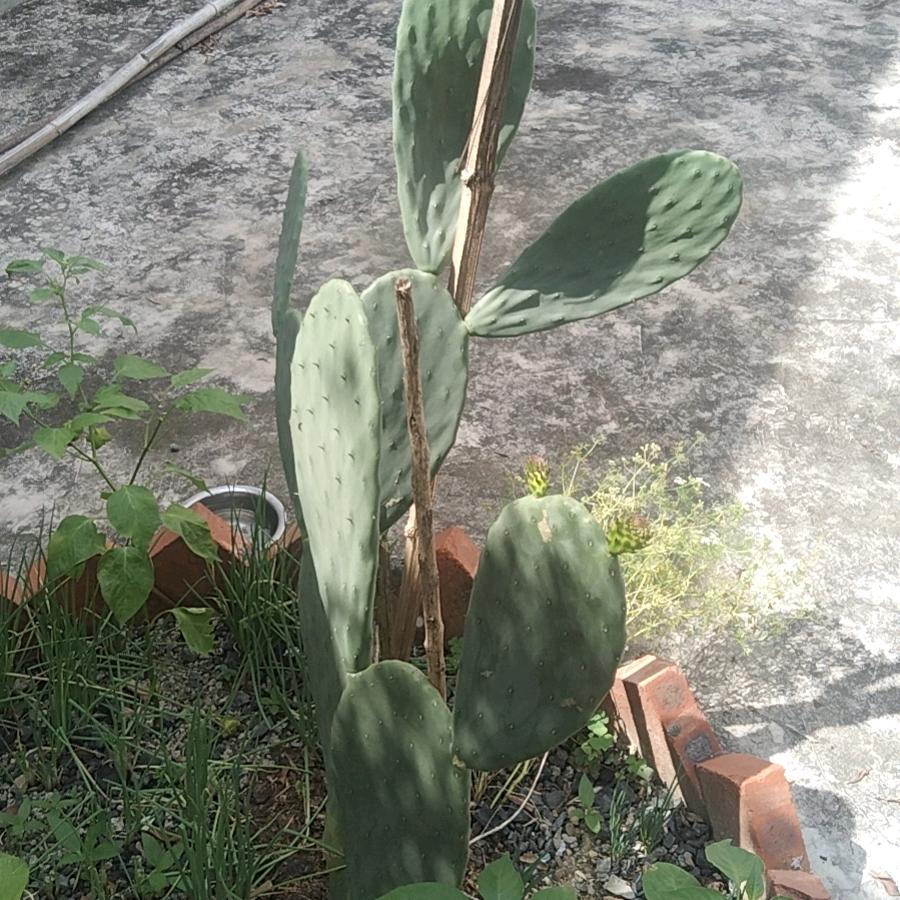 孤狼_张浩（单身）