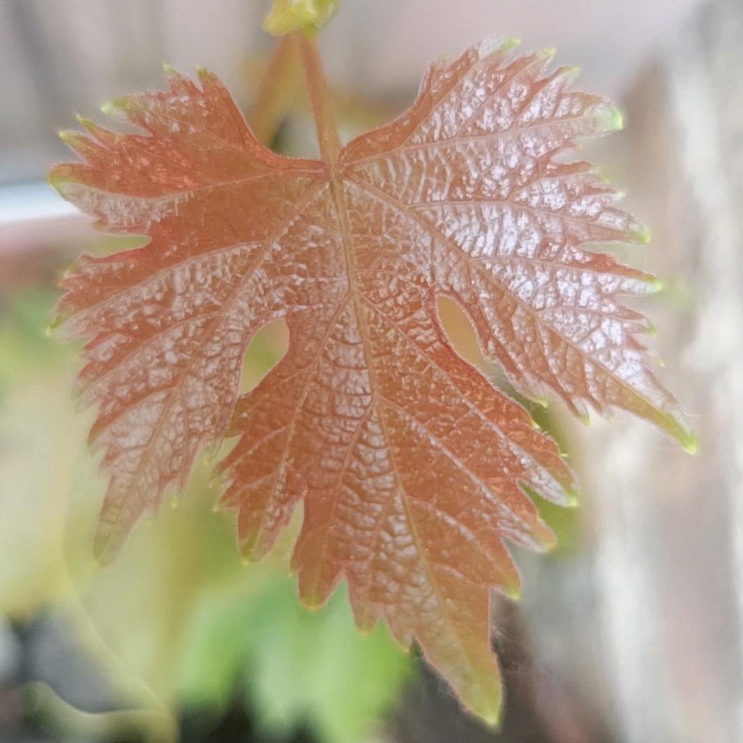 手机用户81237723189