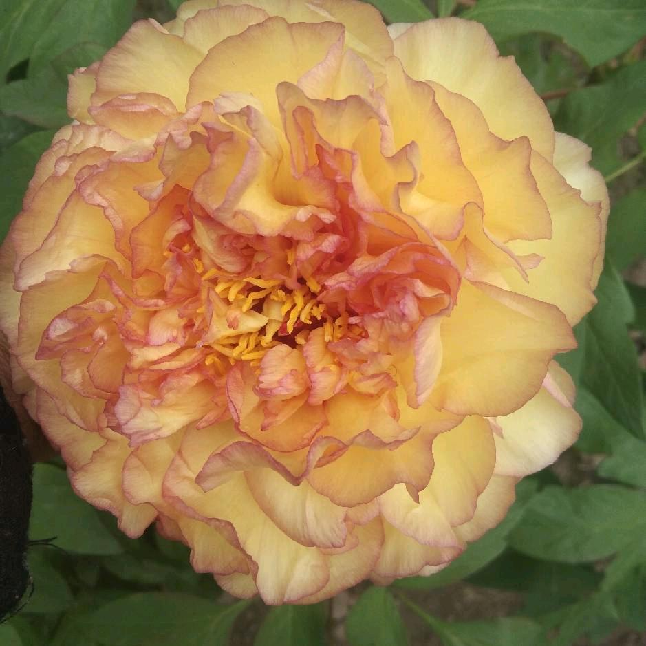 桃花云朵朵