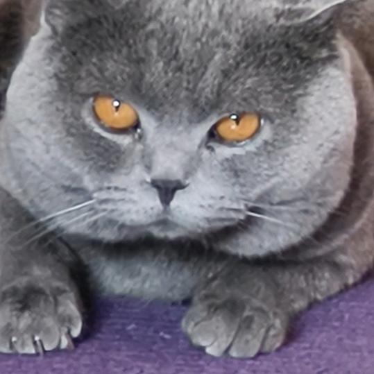 张咪😽