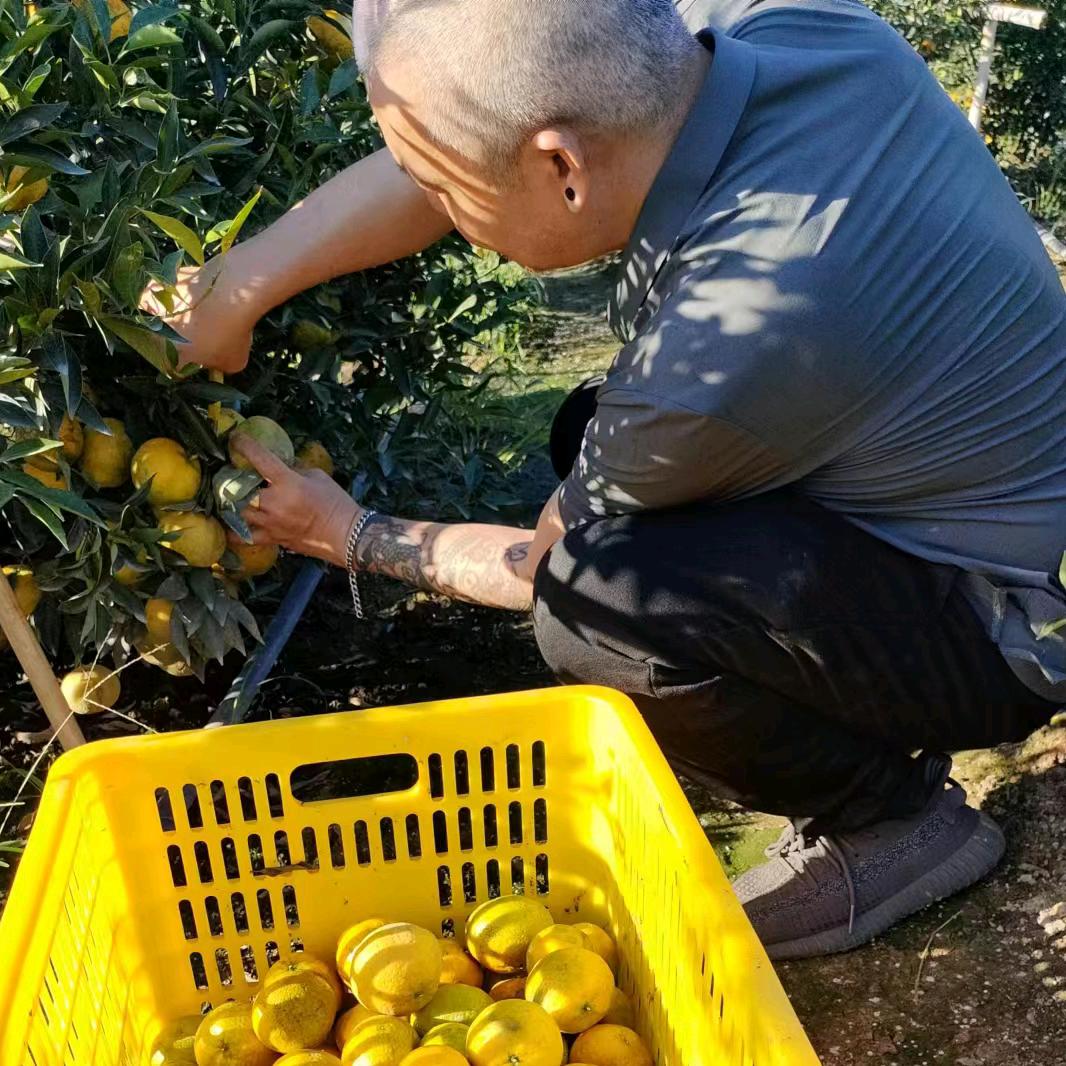 新会陈皮(自家果园)