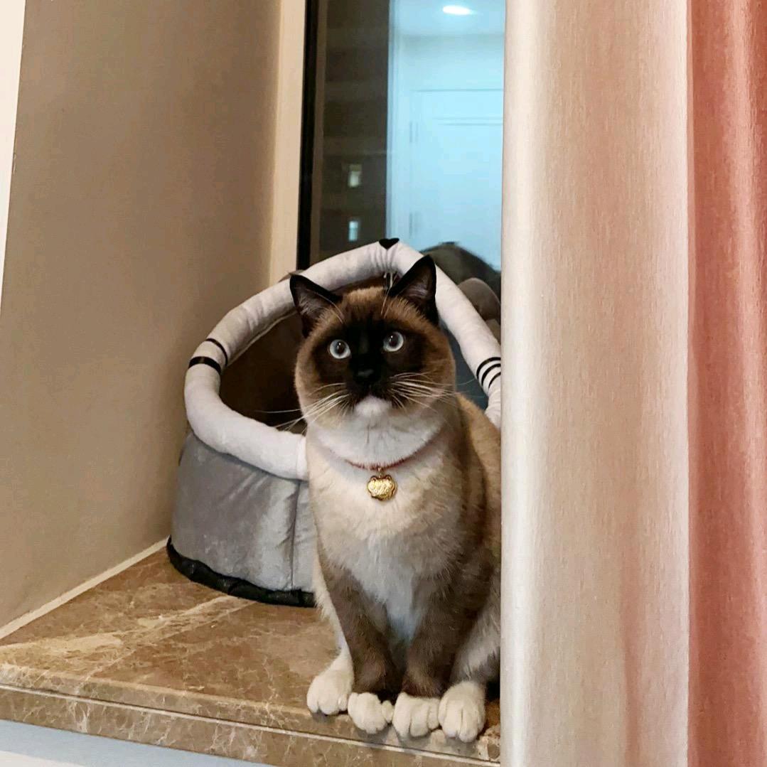 小拳拳捶你胸口