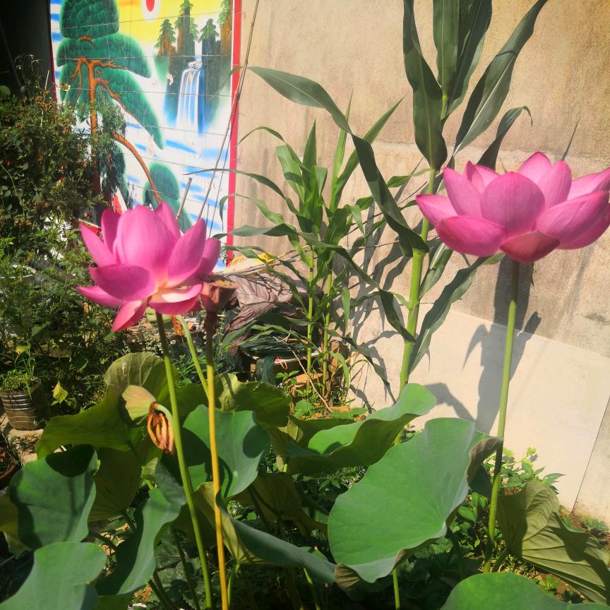 🍀一叶知秋🍁