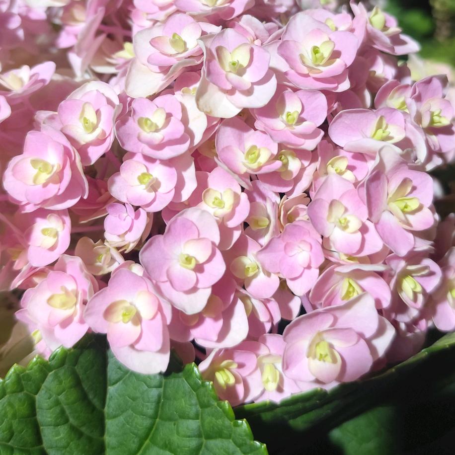 ღᩚ ૮₍⑅˶四叶草˶⑅₎ა🎄