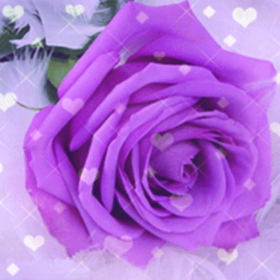 快乐每一天！🌹🌹🌹