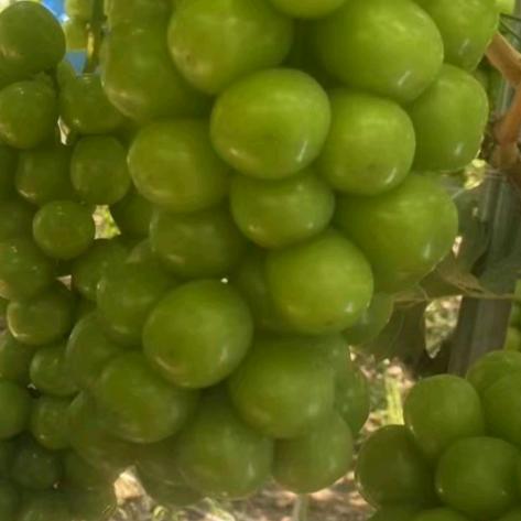 绿葡萄19383400579