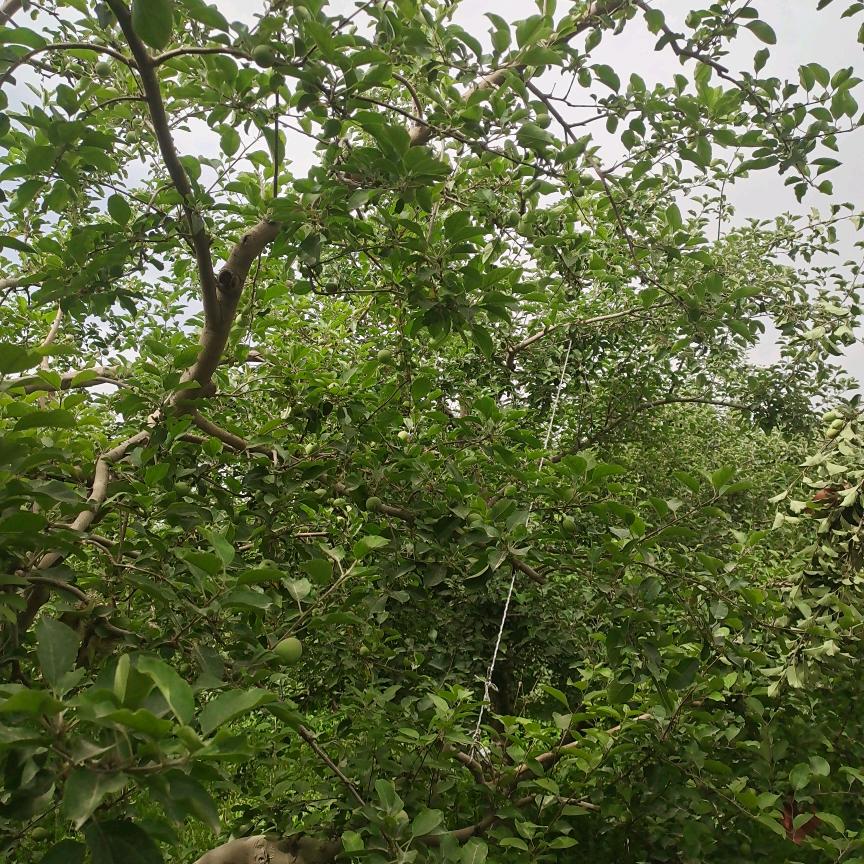 已重置发哥