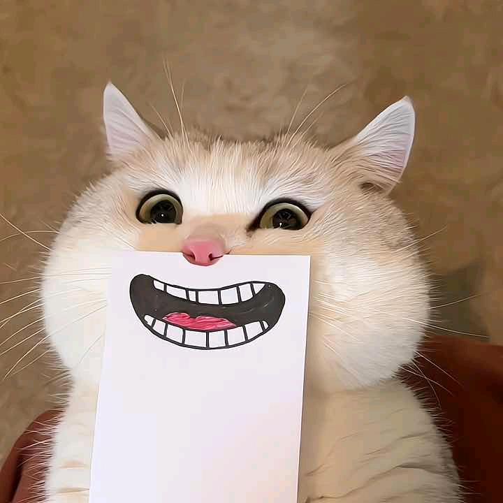 年糕粑粑😼