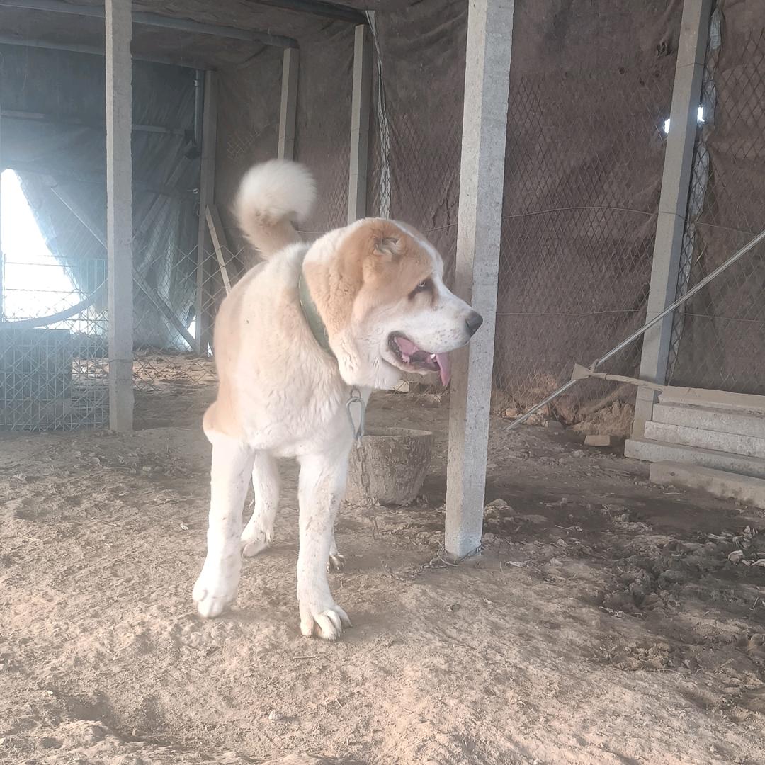 鲁豫犬业，观城，二磊