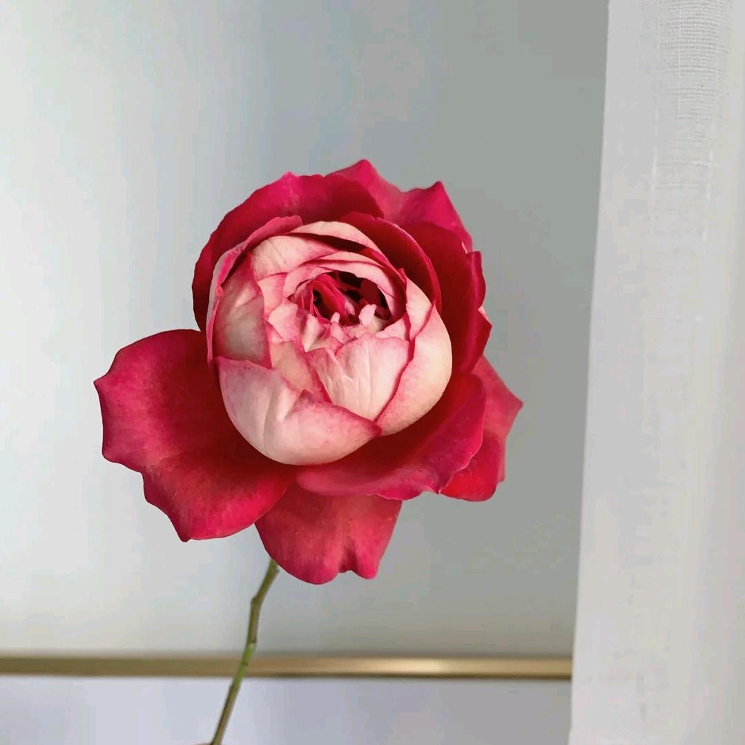 哎呀