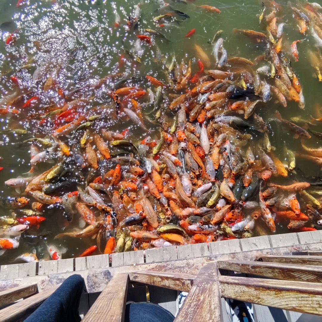 晨光若昕怡