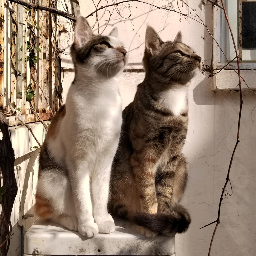 ✨钮钴禄•追梦の喵💫