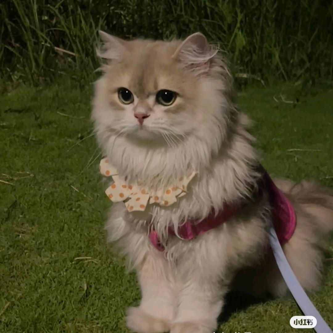 一只爱追星星的猫饼饼