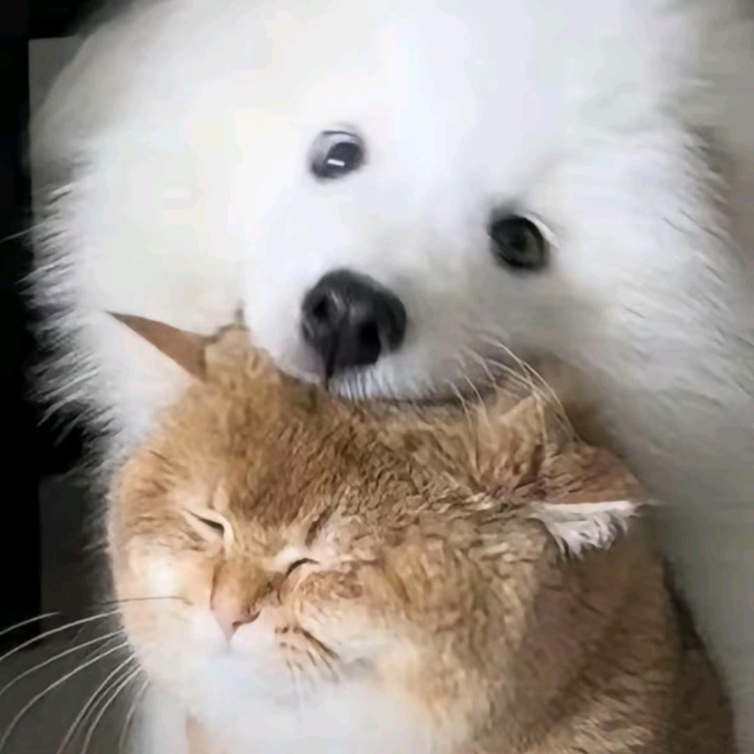 哼哼