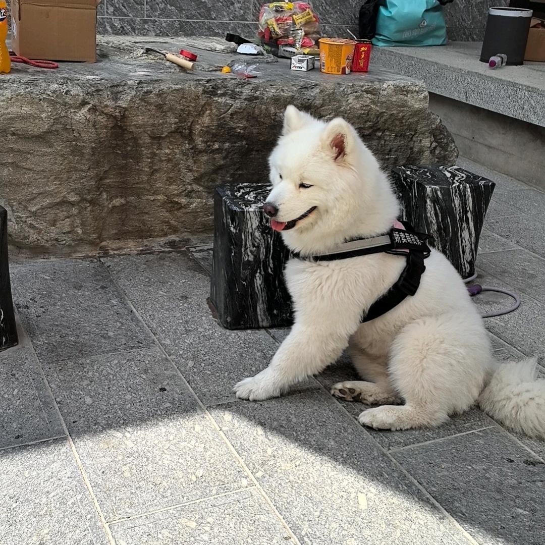喊声龙哥