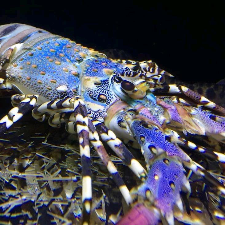 养虾的贺贺@抖音