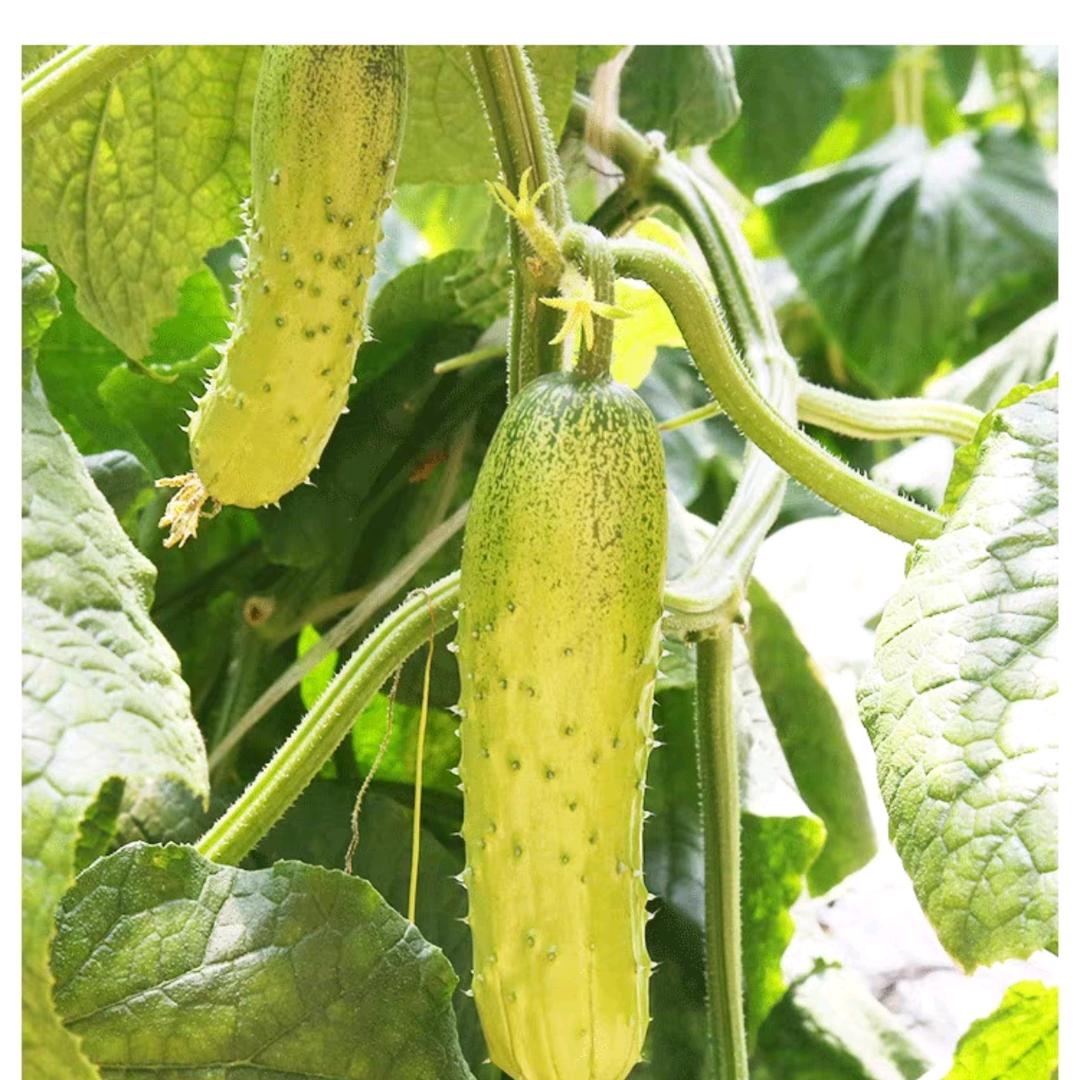 鹏辰蔬菜批发零售