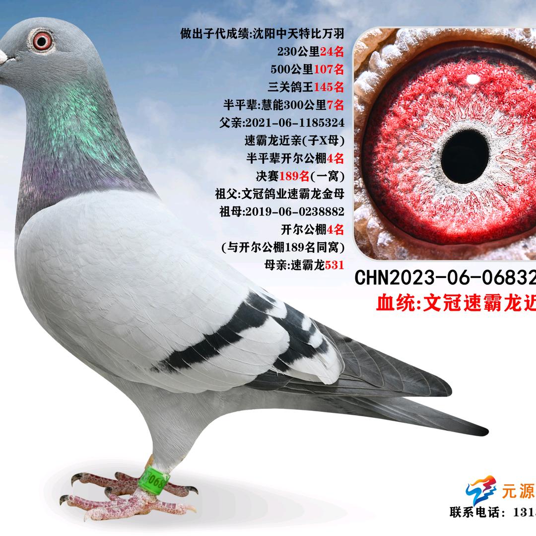 元源鸽业