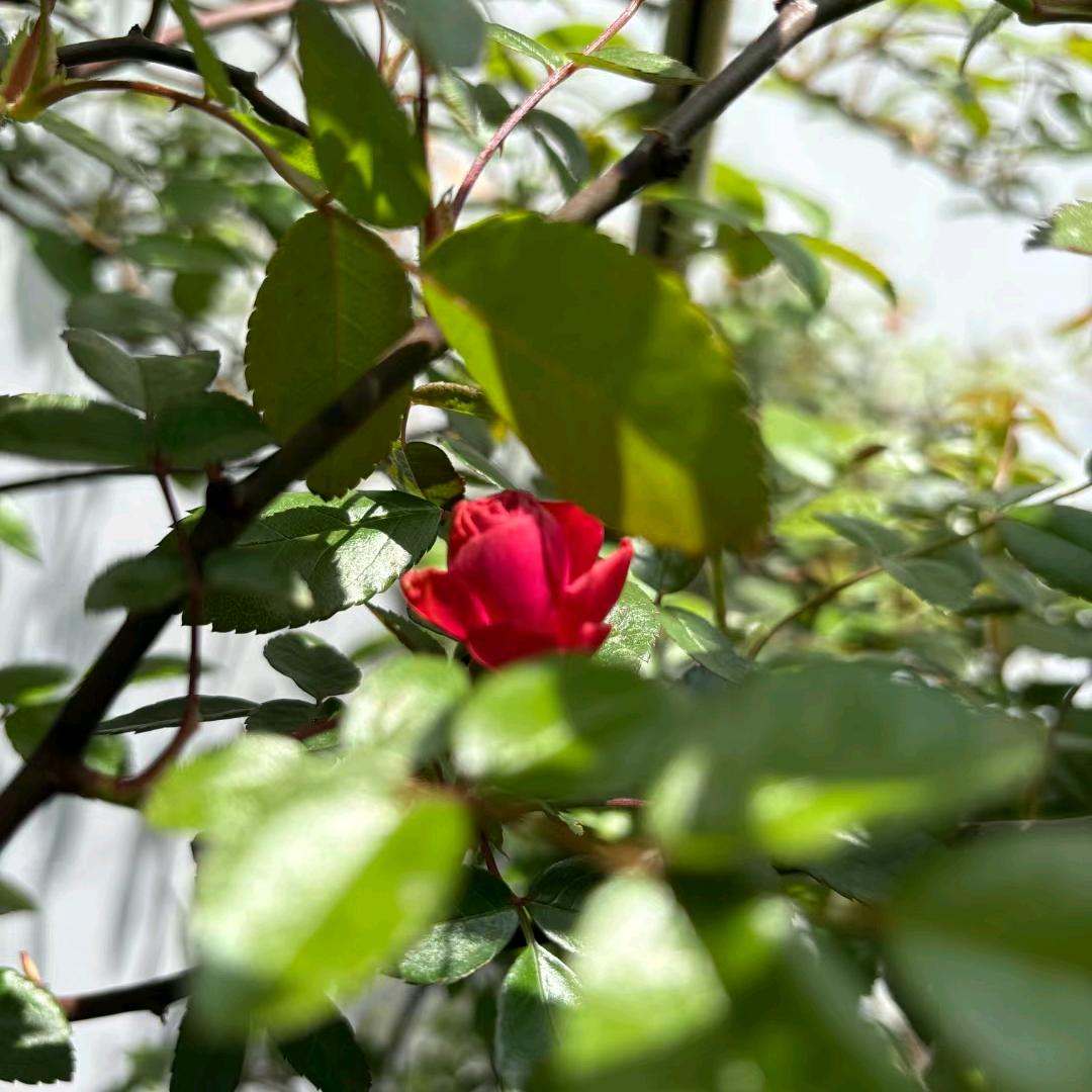 菲菲