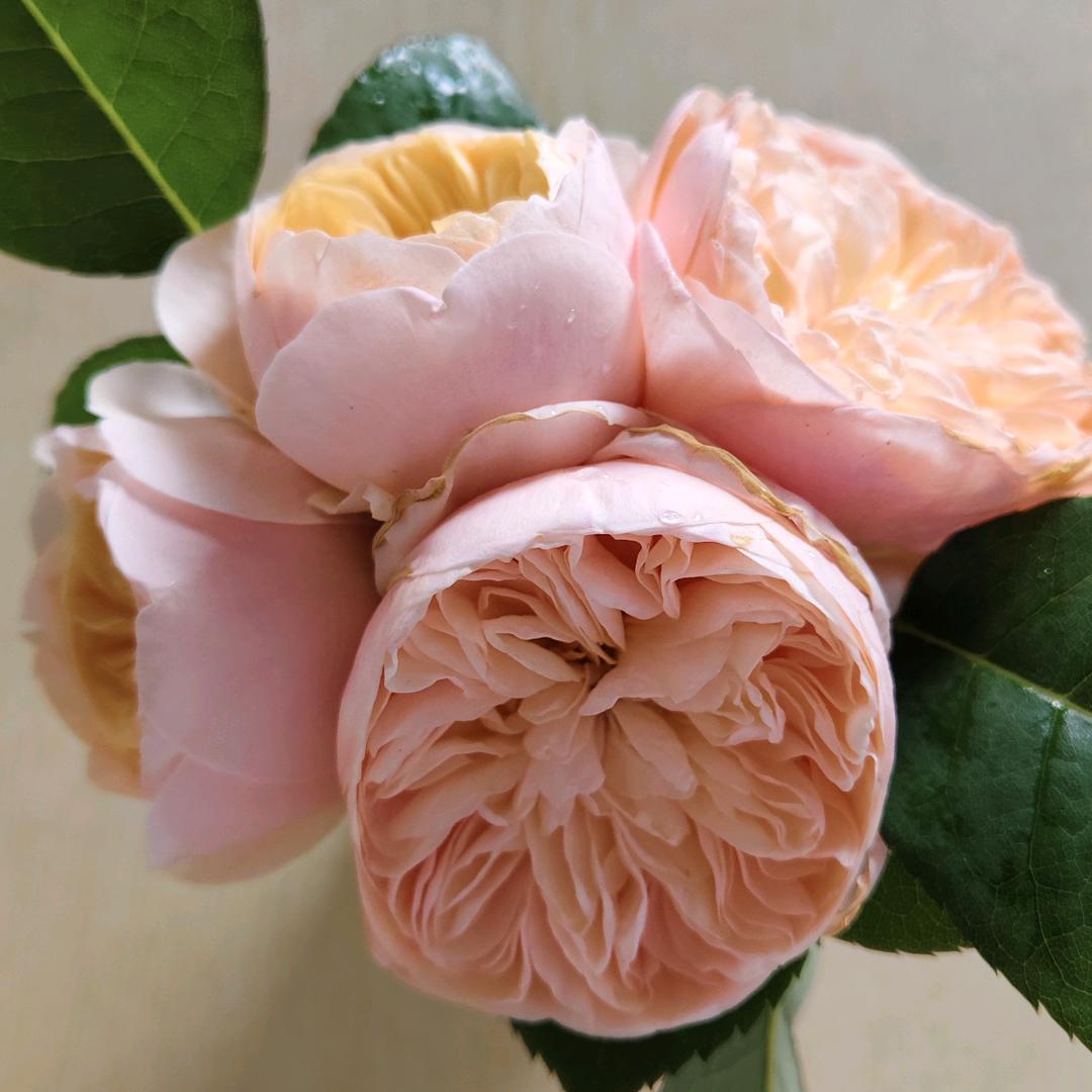 一花一叶一世界