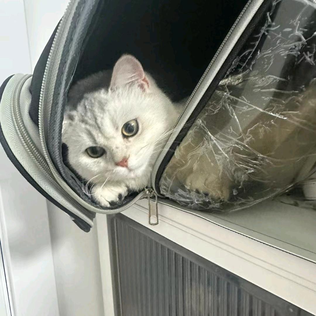 ）格调