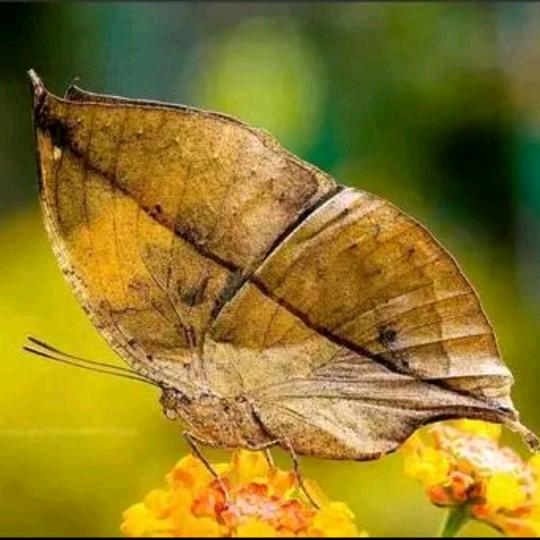 失去保护色的枯叶蝶