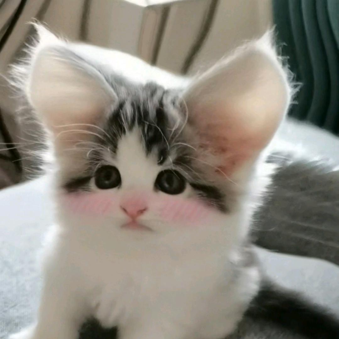 饱贝