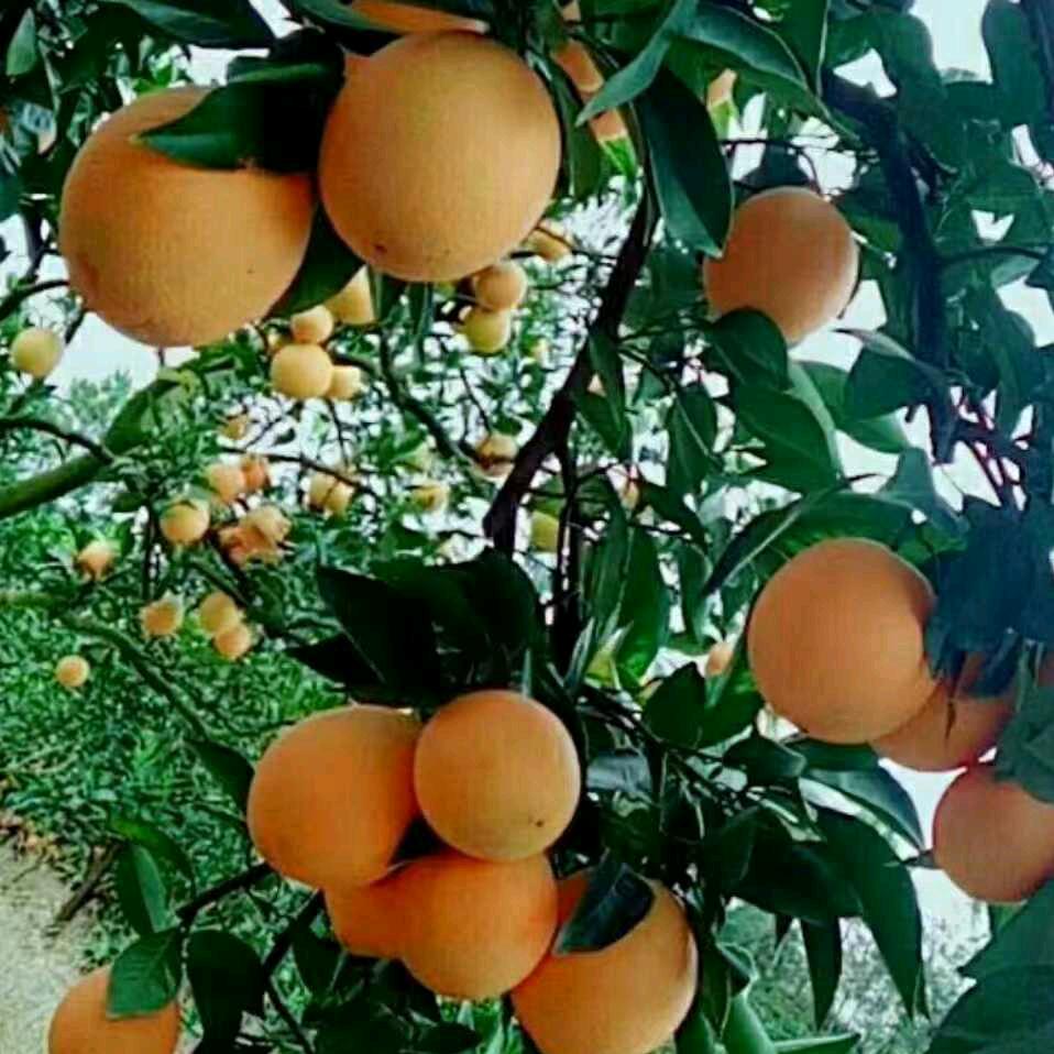 水果小哥
