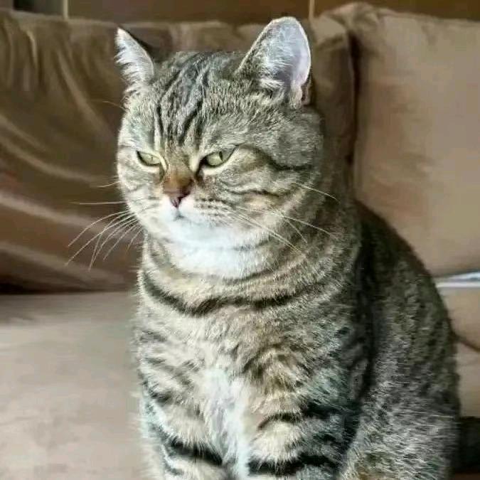 憨猫大橘头像