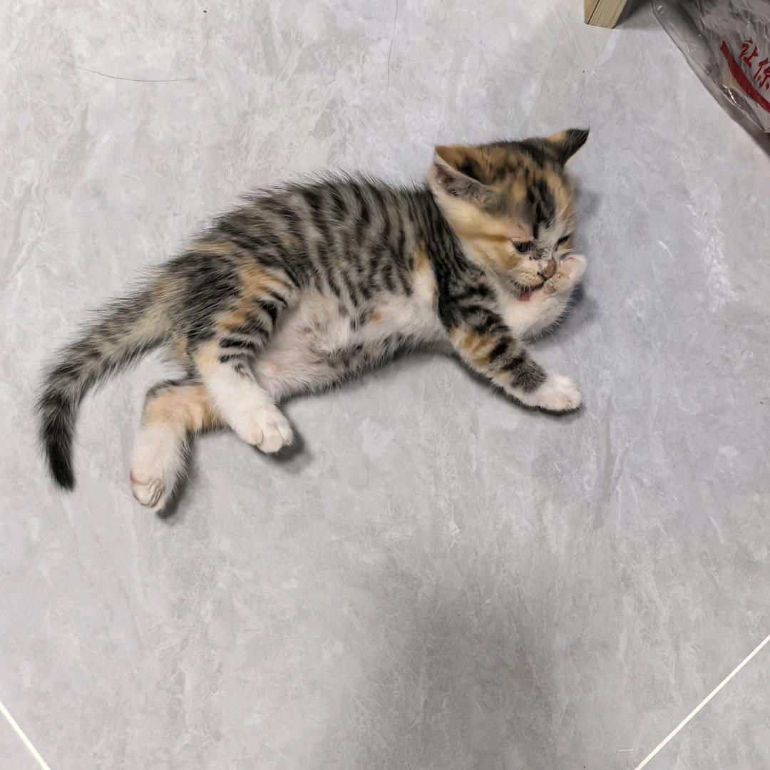 小饼干是喵喵