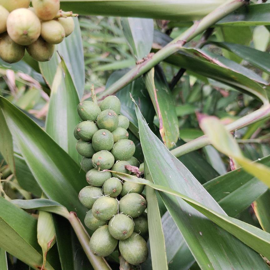 信凯农业（益智苗）