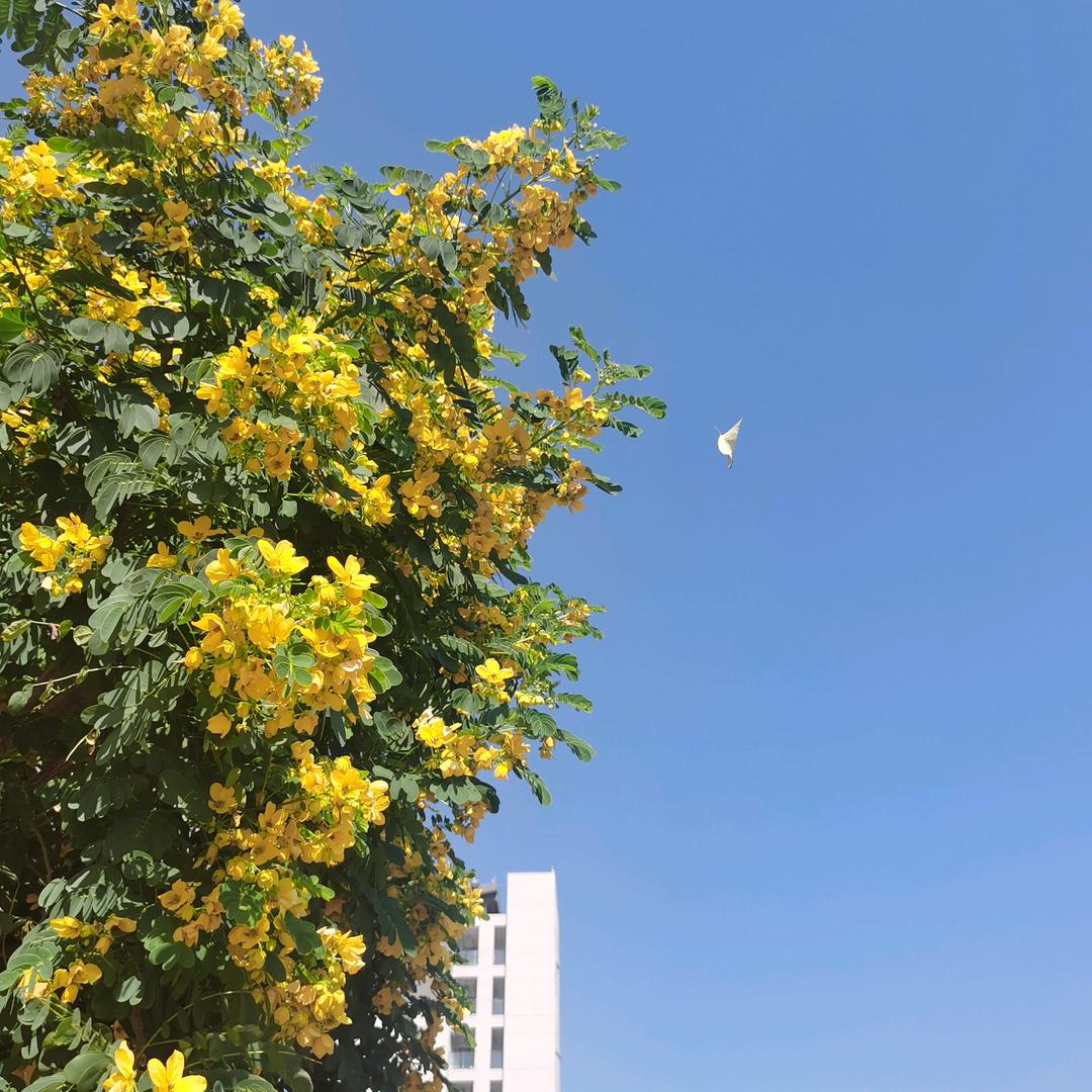 冰红茶日志🍵