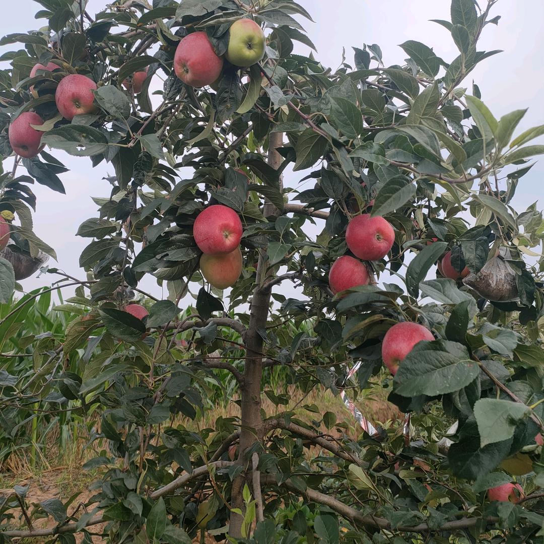 有机协会来老师