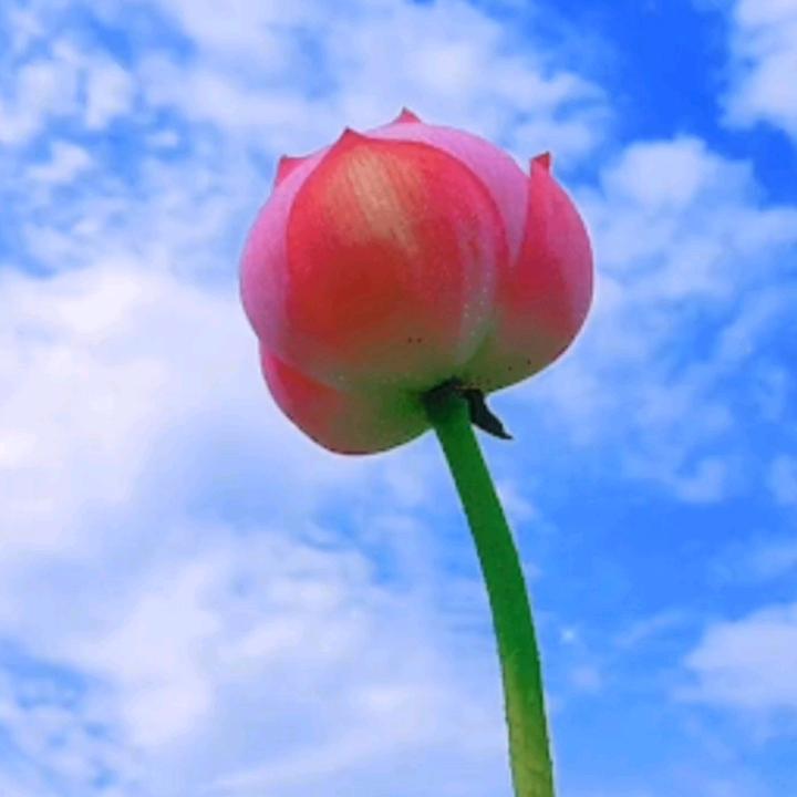 朴彩英子
