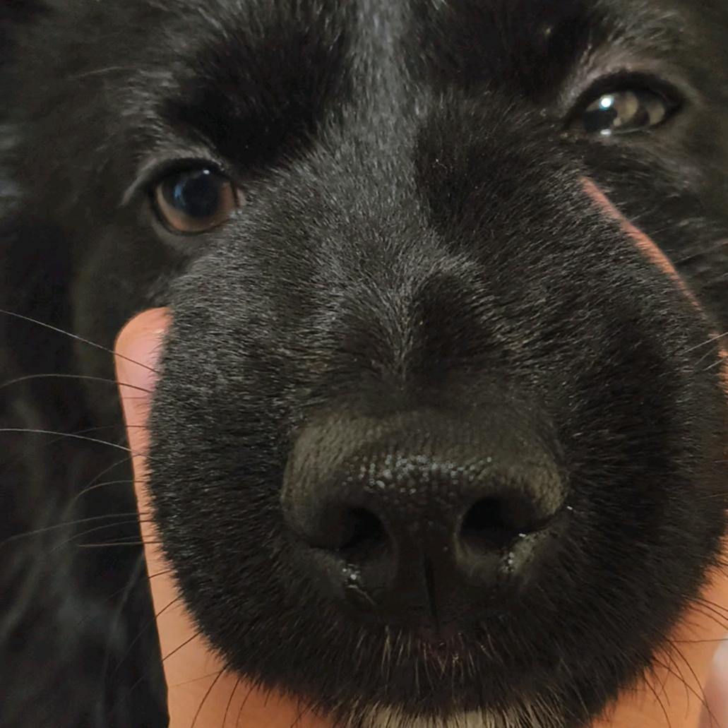 爱犟的黑仔