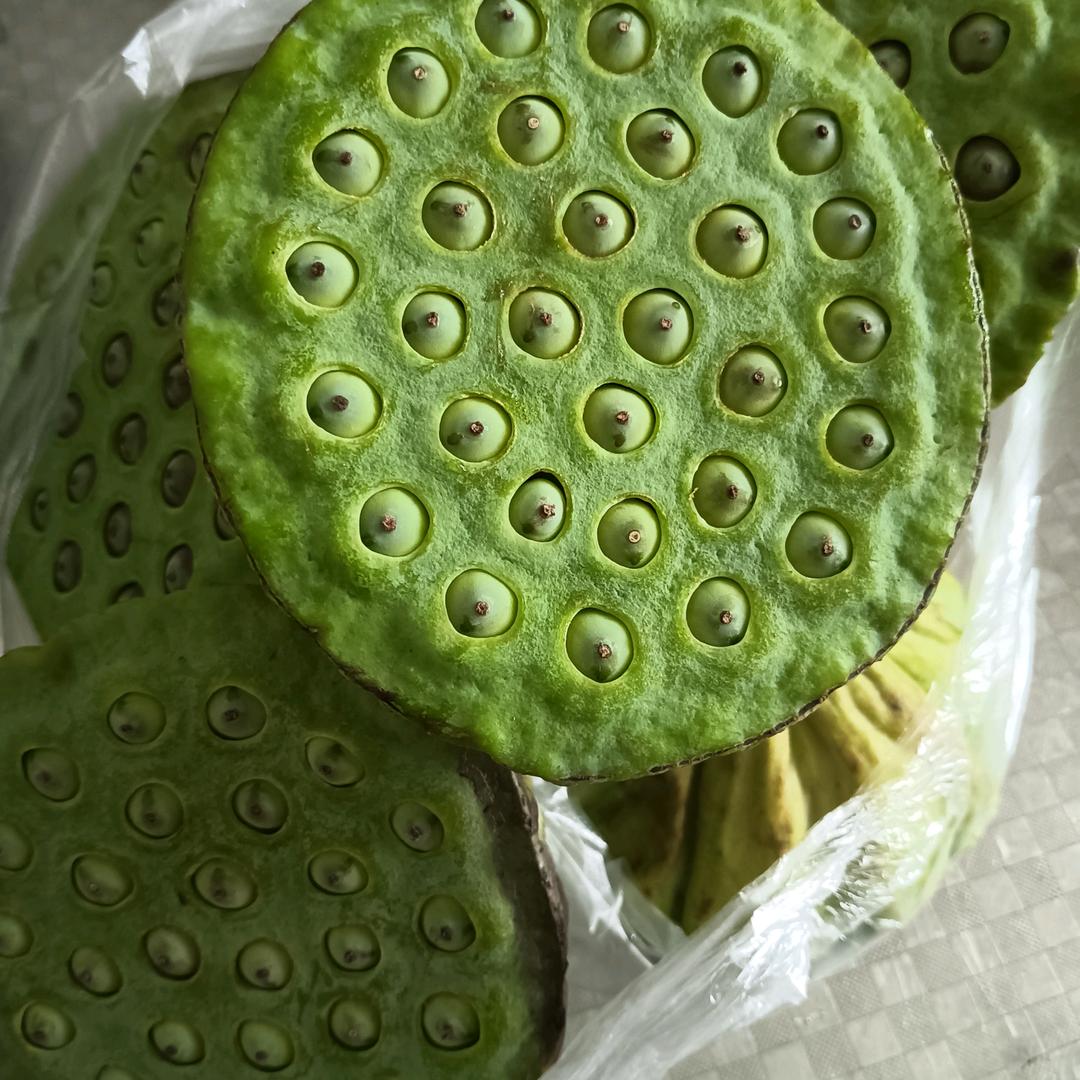 烦死了小鱼闹窝