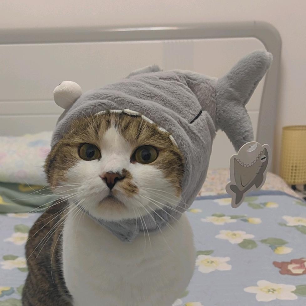 可可是只猫头像