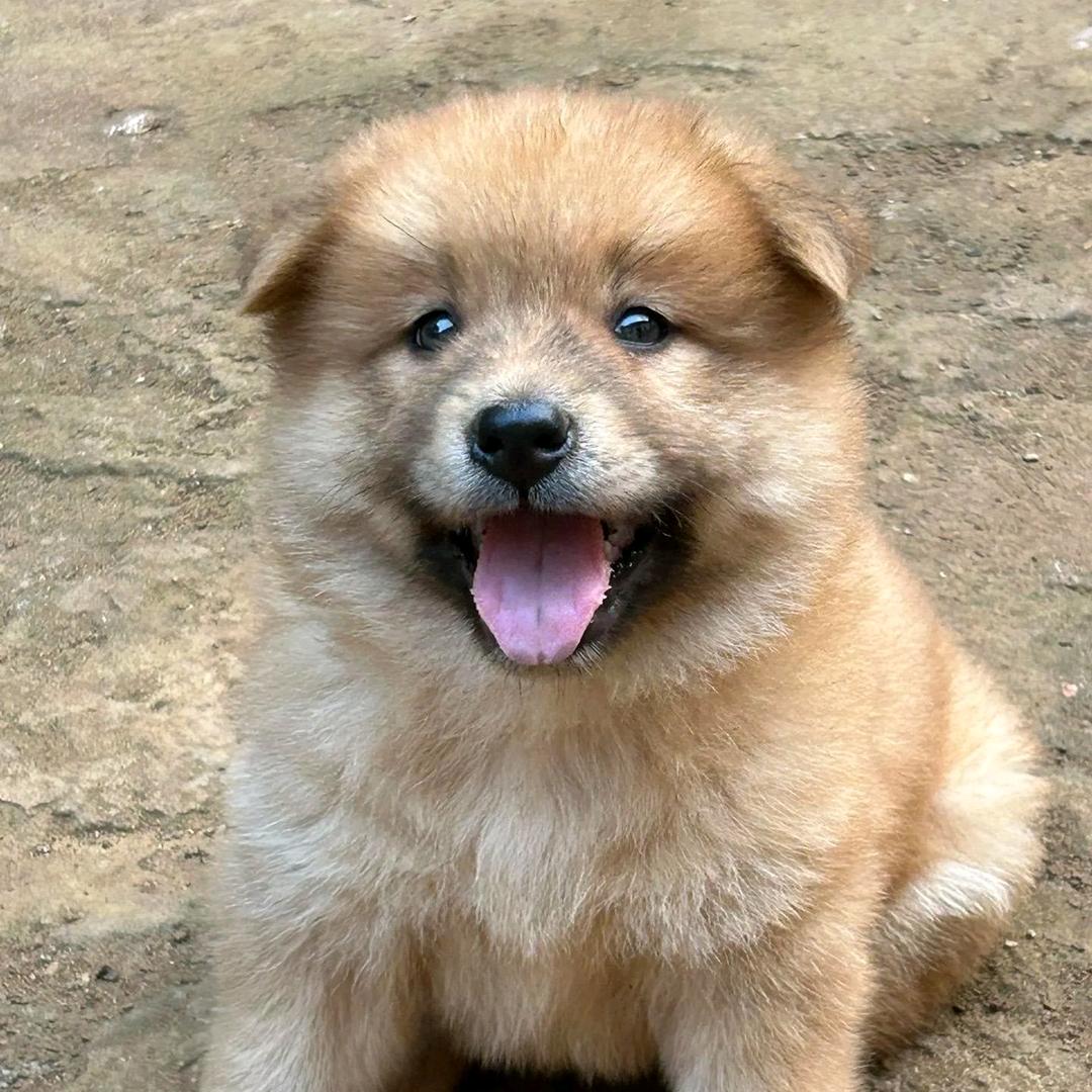 阿喵小汪观察所