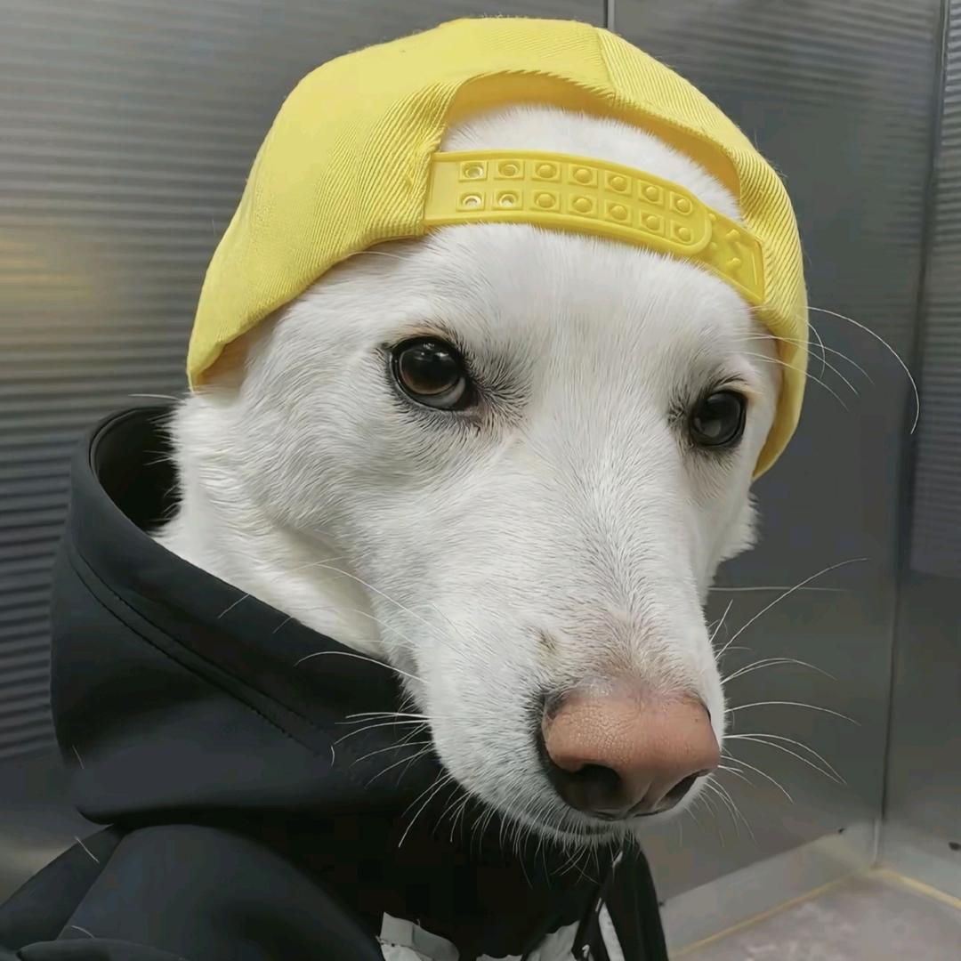 鲨鱼