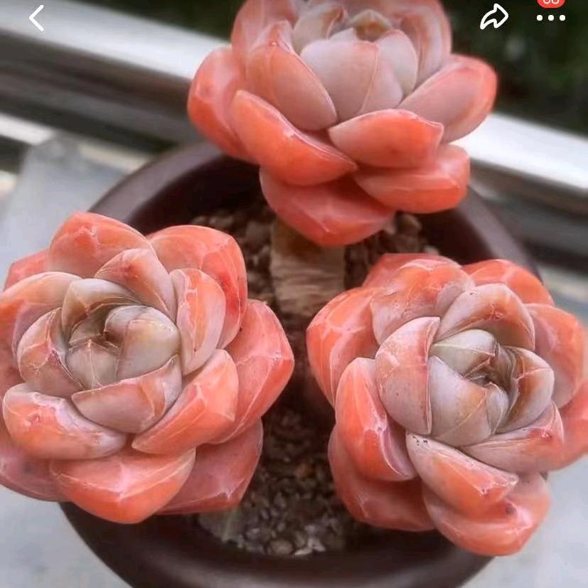 俗人